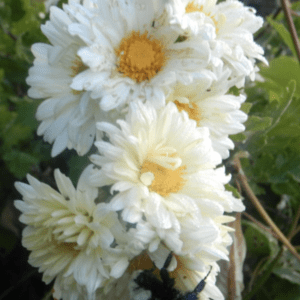 Cluster of white daisies with yellow centers in natural light.
